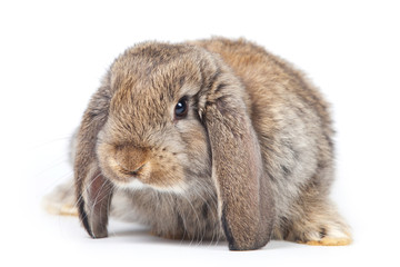 Grey rabbit isolated on white