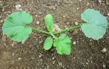 plant de courgette au potager