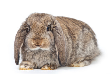 Grey rabbit isolated on white