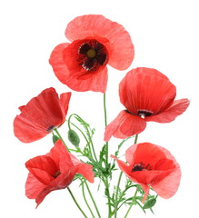 Beautiful red poppies isolated on a white background.