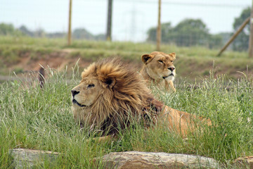 male and female lions