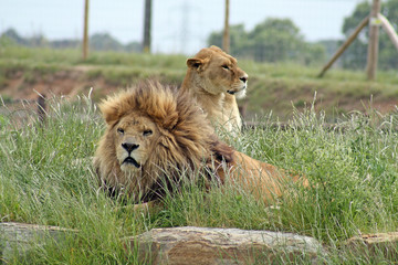 male and female lions