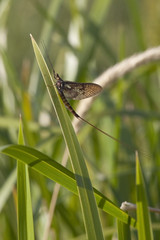 ephemera danica mayfly