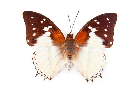 Black an white butterfly Charaxes hadrianus