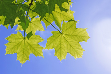 Green maple leaves