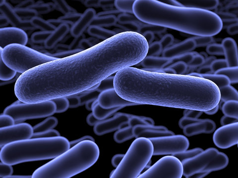 Escherichia coli Bakterium