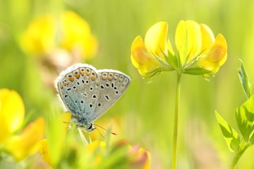 Obraz premium Common Blue Butterfly on a yellow flower on a spring morning