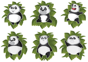 Pandas isolated in the leaves