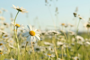 Daisies in the spring meadow against the blue sky