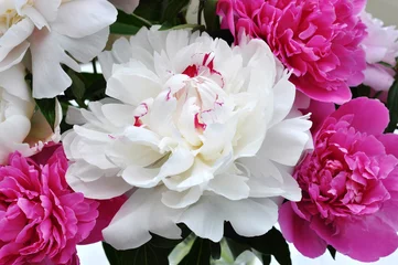 Fototapete Pfingstrosen Pfingstrosen  © Reena