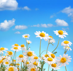 Fototapeta na wymiar Daisies on blue sky background