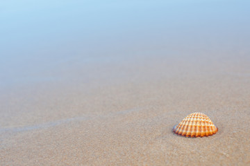 Fototapeta na wymiar Sea shell on the sandy beach