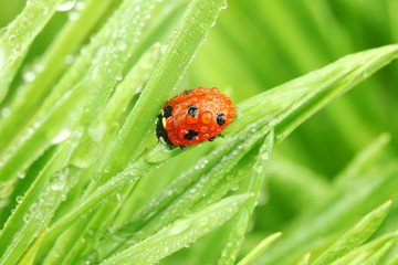 ladybug on grass