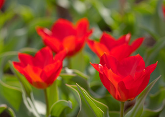 Red tulips