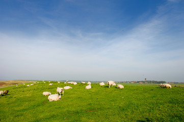 Fototapeta premium Sheep at the Dutch dike