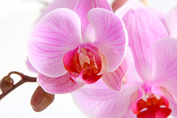 Fototapeta na wymiar Image of orchid flower