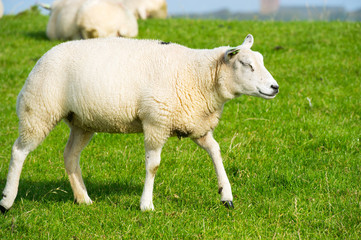 Fototapeta premium Young white sheep
