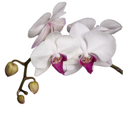 Fototapeta na wymiar white orchid background