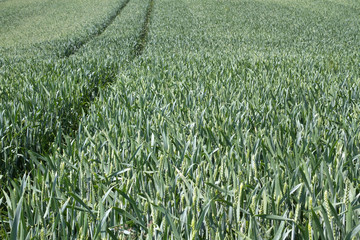 Weizenfeld in Bayern