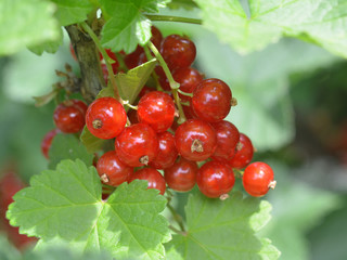 johannisbeeren