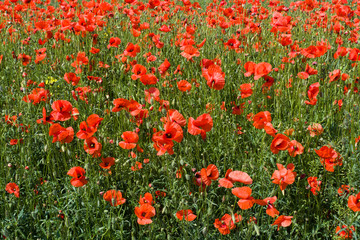 Corn-poppy field