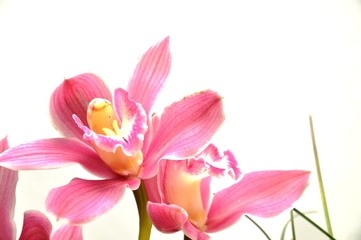 Orchidee freigestellt