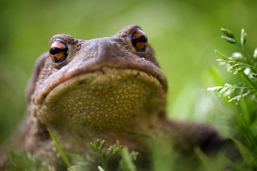 Naklejka premium Frog, close up