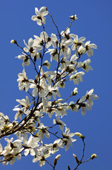 White magnolia flowers in spring garden