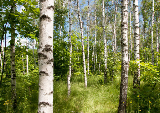 Birch grove