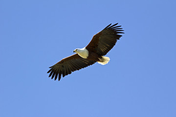 Schreiseeadler