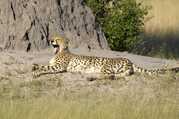 Gepard