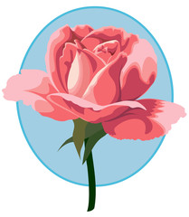 Hybrid tea rose "Tiffany"