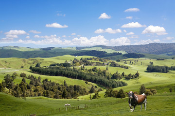 Stier en lammeren grazen op de achtergrond van het schilderachtige landschap