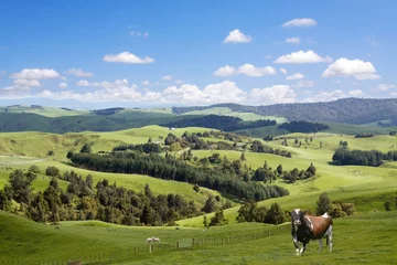 Abwaschbare Fototapete Neuseeland Stier und Lämmer grasen auf dem malerischen Landschaftshintergrund