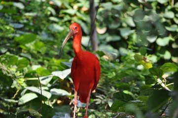 Scarlet Ibis bird