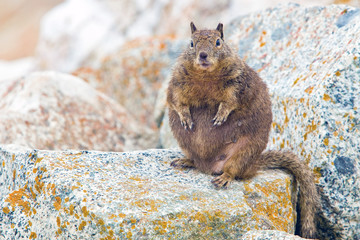 Overfed Fat Squirrel