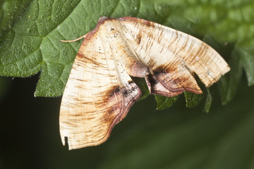 Beautiful moth sitting on leaf, macro photo