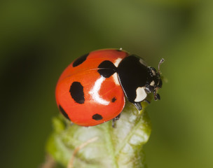 Ladybug sitting on leaf, macro photo