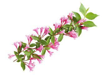 Pruning Weigela