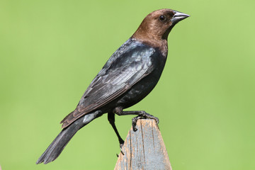 Male Cowbird On A Perch