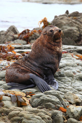 Naklejka premium cute wild seal