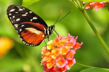 Fototapeta na wymiar Golden Helicon Butterfly