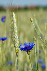Kornblume