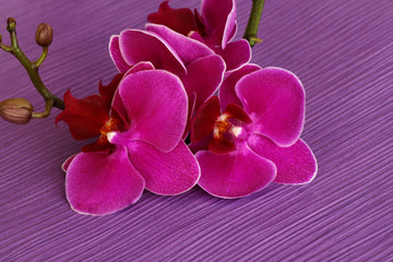 Obraz premium Orchideenblüte
