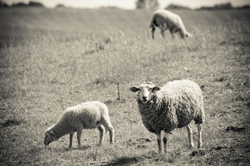 Obraz na płótnie Canvas sheep on the pasture