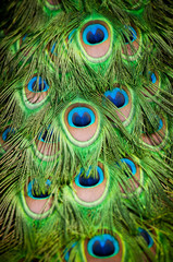 Naklejka premium Peacock feather detail