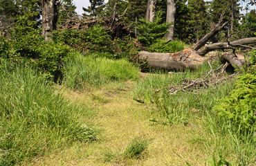 Zwalone drzewo na drodze leśnej