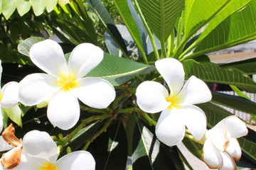 White Champa flowers in Bangkok, Thailand.