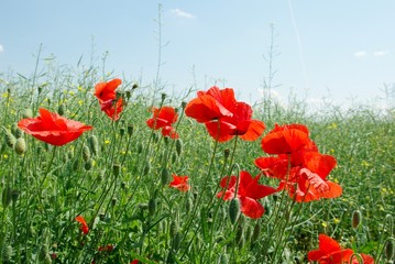 Obraz premium flowers