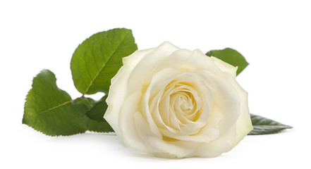 White rose in front of a white background